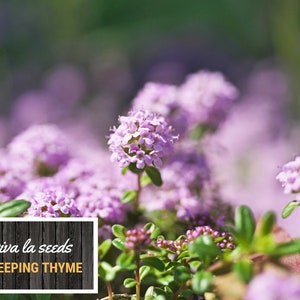 May include: A close-up of a patch of creeping thyme with small, delicate pink flowers. The text "viva la seeds CREEPING THYME" is visible in the lower left corner of the image.