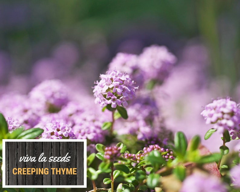 May include: A close-up of a patch of creeping thyme with small, delicate pink flowers. The text "viva la seeds CREEPING THYME" is visible in the lower left corner of the image.