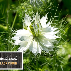 May include: A close-up of a white flower with green foliage. The flower has a star-shaped center and delicate petals. The text "viva la seeds BLACK CUMIN" is visible in the lower left corner of the image.