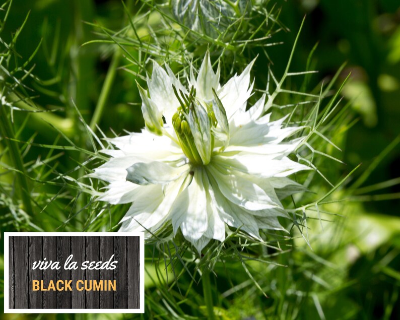 May include: A close-up of a white flower with green foliage. The flower has a star-shaped center and delicate petals. The text "viva la seeds BLACK CUMIN" is visible in the lower left corner of the image.