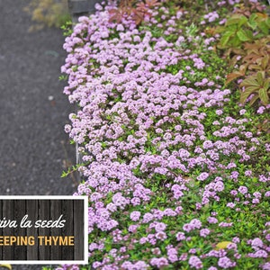 May include: A close-up of a patch of creeping thyme in bloom. The flowers are a light purple color and the leaves are a deep green. The text "viva la seeds CREEPING THYME" is visible in the lower left corner of the image.