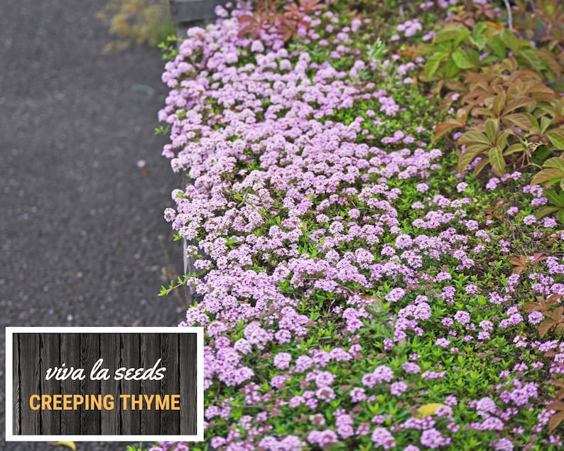 May include: A close-up of a patch of creeping thyme in bloom. The flowers are a light purple color and the leaves are a deep green. The text "viva la seeds CREEPING THYME" is visible in the lower left corner of the image.