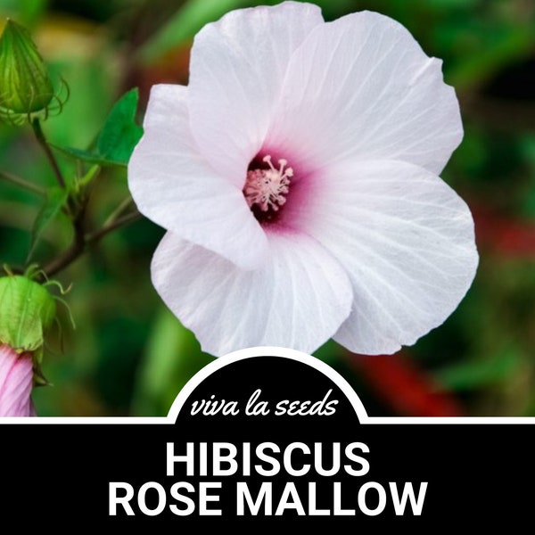 Hibiscus, Rose Mallow | Halberd-leaved | 25 Seeds | Heiroom | Non-GMO | Hibiscus militaris