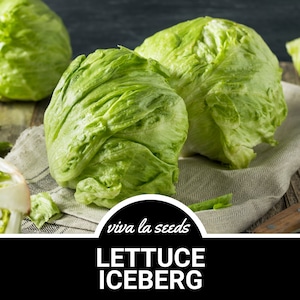Lettuce, Iceberg | 500 Seeds | Heirloom Vegetable | Open Pollinated | Non-GMO | Lactuca sativa