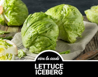 May include: Close-up of three whole green iceberg lettuce heads on a beige linen cloth with the text "viva la seeds LETTUCE ICEBERG" on a black background.