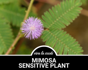 Mimosa, Sensitive Plant | Responds to Touch | 50 Seeds | Heirloom | Unique & Rare Plant | Garden Gift | Mimosa pudica