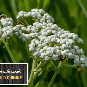 May include: Close-up of white wild quinine flowers with small, round buds. The flowers are in bloom and have a delicate, feathery appearance. The text "viva la seeds WILD QUININE" is visible in the lower left corner of the image.