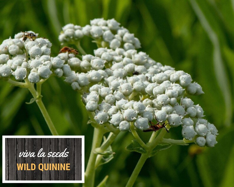 May include: Close-up of white wild quinine flowers with small, round buds. The flowers are in bloom and have a delicate, feathery appearance. The text "viva la seeds WILD QUININE" is visible in the lower left corner of the image.