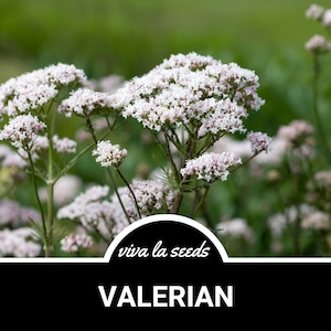 Valerian | 100 Seeds | Medicinal Sleep Aid | Non GMO | Valeriana officinalis
