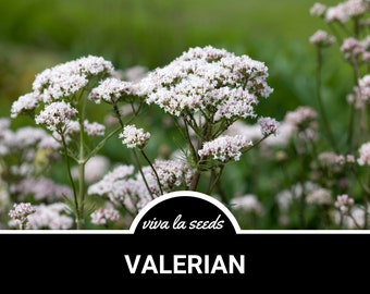 Valerian | 100 Seeds | Medicinal Sleep Aid | Non GMO | Valeriana officinalis