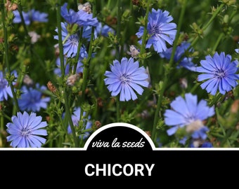 Chicory | 200 Seeds | Medicinal | Culinary | Non GMO | Cichorium intybus