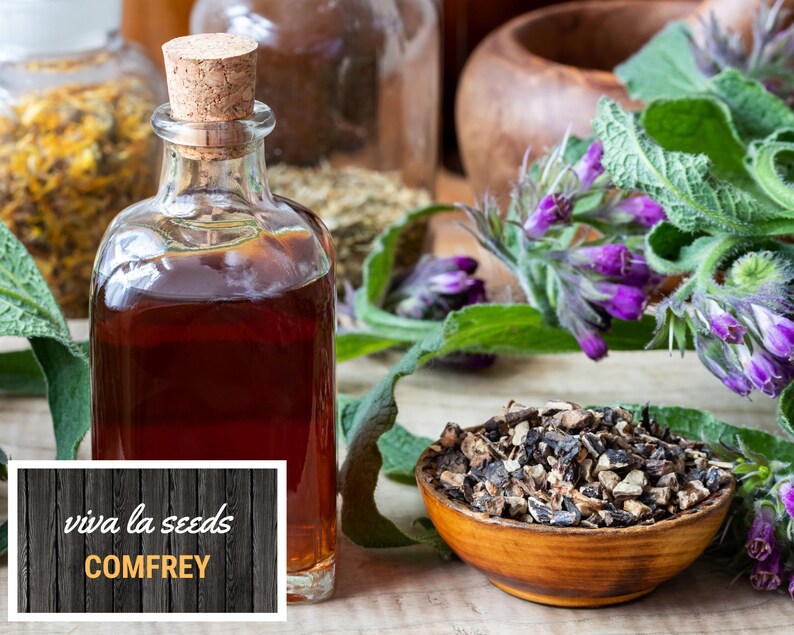 May include: A glass bottle filled with a dark brown liquid, labeled "viva la seeds COMFREY". The bottle is surrounded by dried comfrey root, fresh comfrey leaves, and purple comfrey flowers.