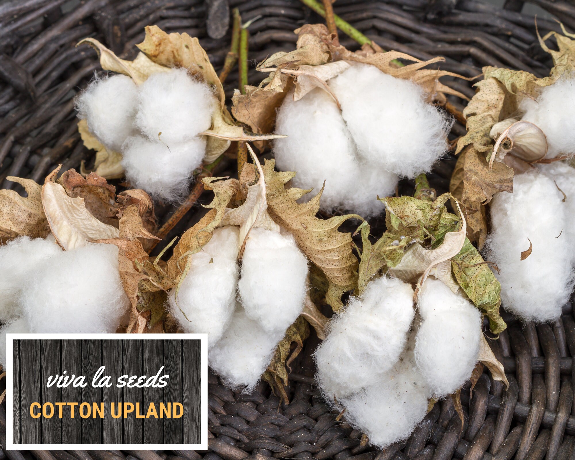 thumbnail image 2 of 25 Seeds White Cotton Gossypium Hirsutum Plant 2 of 11