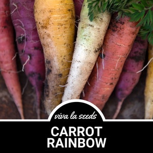 Carrot, Rainbow | 100 Seeds | Heirloom | Non-GMO | Daucus carota