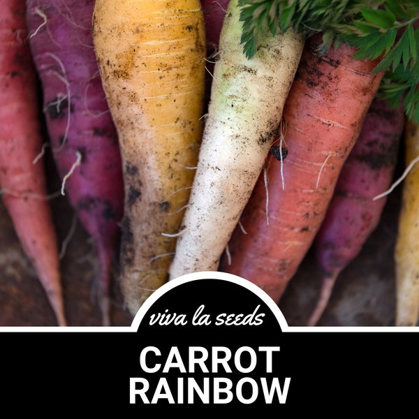 Carrot, Rainbow | 100 Seeds | Heirloom | Non-GMO | Daucus carota