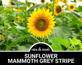 Sunflower, Mammoth Grey Stripe | 25 Seeds | Culinary & Medicinal | Heirloom | Helianthus annuus