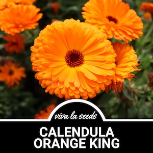 Calendula Orange King 100 Seeds Medicinal Herb Natural Mosquito Repellant Non GMO Calendula officinalis image 1