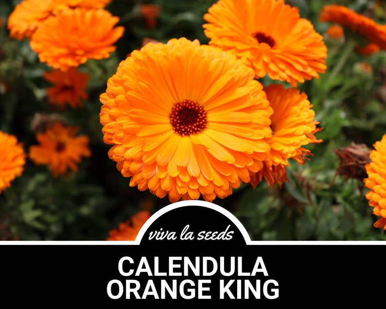 Calendula Orange King 100 Seeds Medicinal Herb Natural Mosquito Repellant Non GMO Calendula officinalis image 1