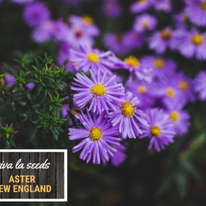 Peut inclure: Gros plan sur des fleurs d'Aster de la Nouvelle-Angleterre violettes vibrantes avec des centres jaunes, entour&eacute;es de feuillage vert. L'image comprend une enseigne encadr&eacute;e de blanc avec le texte "viva la seeds" et "ASTER NEW ENGLAND" sur un fond en bois sombre.