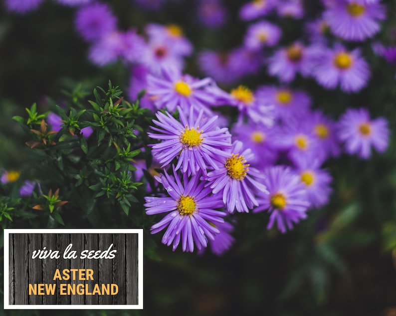 Peut inclure: Gros plan sur des fleurs d'Aster de la Nouvelle-Angleterre violettes vibrantes avec des centres jaunes, entour&eacute;es de feuillage vert. L'image comprend une enseigne encadr&eacute;e de blanc avec le texte "viva la seeds" et "ASTER NEW ENGLAND" sur un fond en bois sombre.