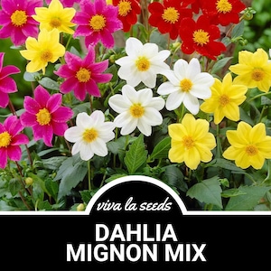 Dahlia, Mignon Mix | 25 Seeds | Heirloom Flower | Easy to Grow | Petite Blooms | Dahlia variabilis