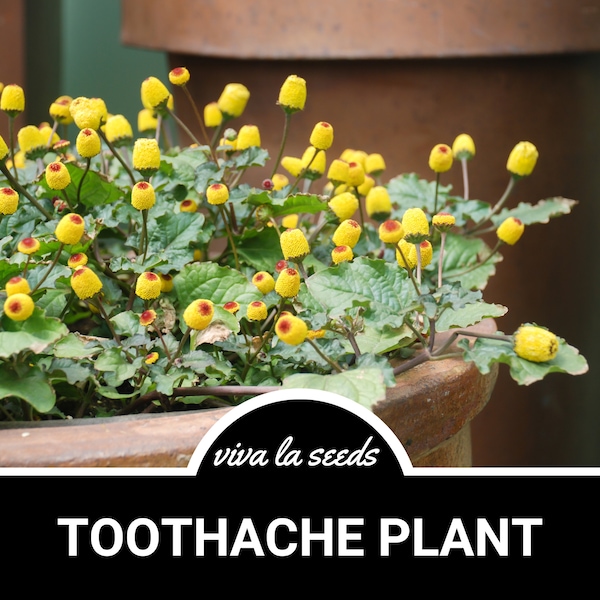 Toothache Plant | 50 Seeds | Medicinal Herb | Non GMO | Spilanthes oleracea