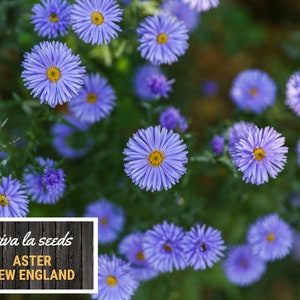 Peut inclure: Gros plan sur des fleurs d'Aster de la Nouvelle-Angleterre bleu vif avec des centres jaunes, sur un fond vert flou. Le texte "viva la seeds" et "ASTER NEW ENGLAND" est visible sur une enseigne.