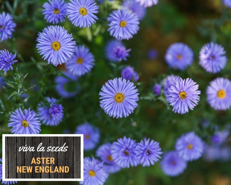 Peut inclure: Gros plan sur des fleurs d'Aster de la Nouvelle-Angleterre bleu vif avec des centres jaunes, sur un fond vert flou. Le texte "viva la seeds" et "ASTER NEW ENGLAND" est visible sur une enseigne.