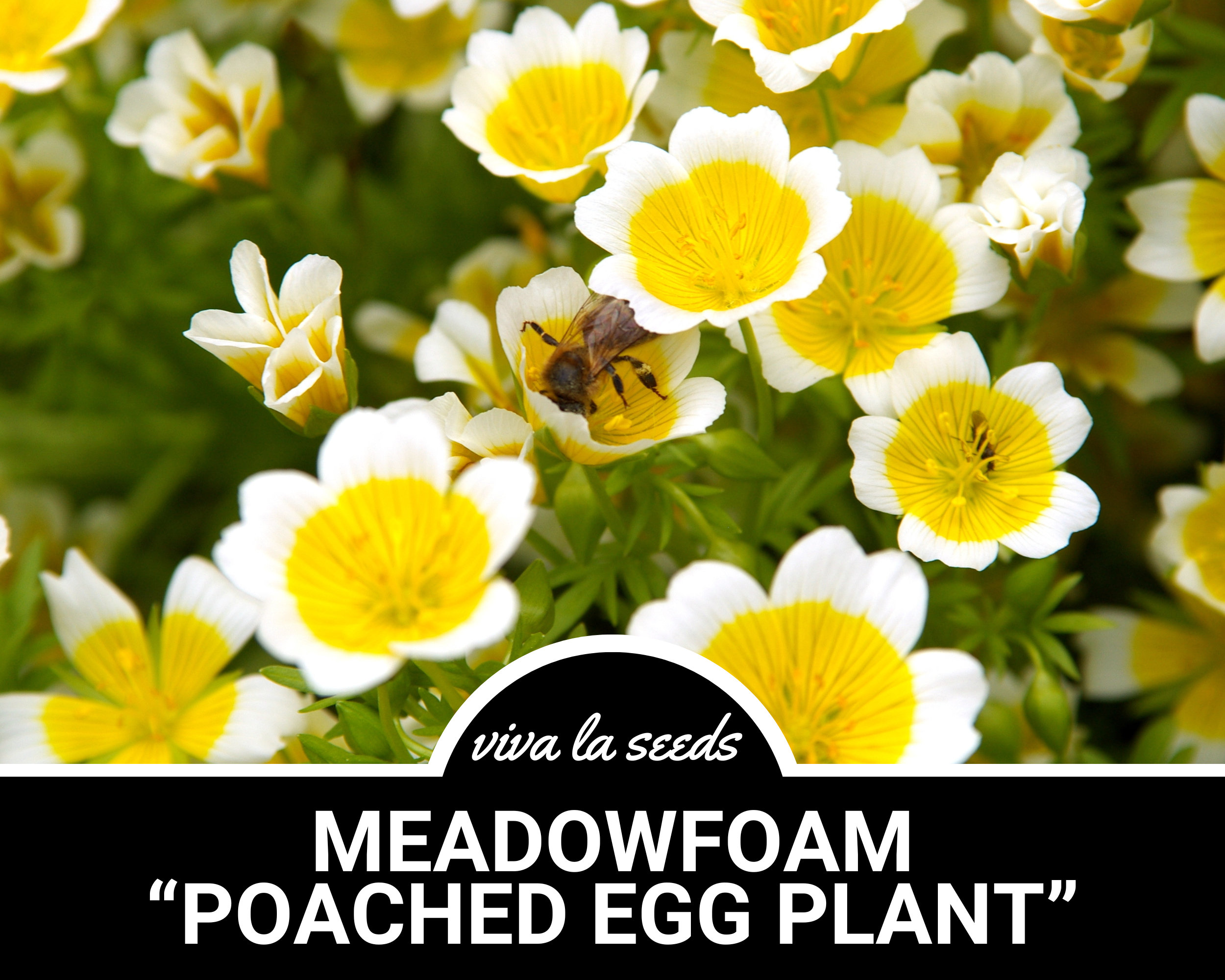 Meadowfoam | Poached Egg Plant | 50 Seeds | Heirloom Annual Flower |  Non-gmo | Limnanthes Douglasii - Etsy