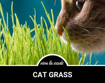 Hierba para gatos / 50 semillas / Hierba ornamental tradicional / Apto para mascotas / Sin OMG / Cebada de grano / Hordeum vulgare variegado