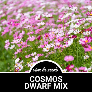 May include: A field of pink and white cosmos flowers in bloom. The flowers are in a mix of colors and heights, creating a beautiful and colorful display. The text "viva la seeds COSMOS DWARF MIX" is displayed at the bottom of the image.