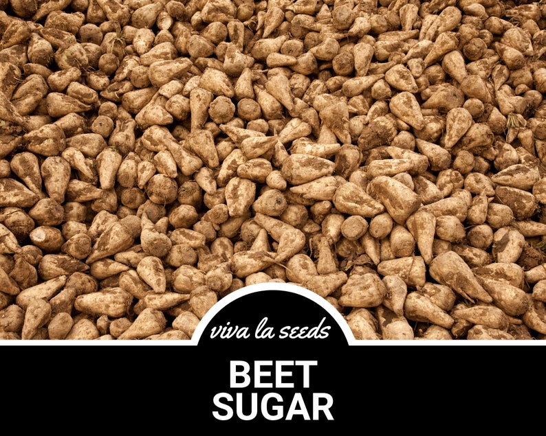 May include: A close-up image of a pile of brown beet roots. The roots are covered in dirt and have a rough texture. The text "viva la seeds" and "BEET SUGAR" is visible at the bottom of the image.