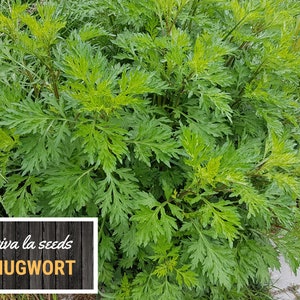 May include: A close-up of a green mugwort plant with lush foliage. The plant is growing in a garden setting with a wooden sign that reads "viva la seeds MUGWORT".