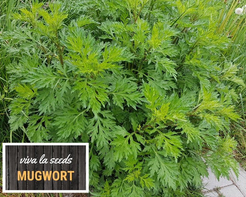 May include: A close-up of a green mugwort plant with lush foliage. The plant is growing in a garden setting with a wooden sign that reads "viva la seeds MUGWORT".