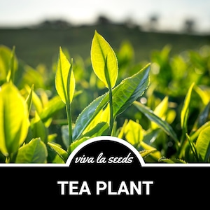 Planta de té / 5 semillas / Variedad tradicional / Produce tés verde, negro, blanco y oolong / Perenne / Sin OMG / Camellia sinensis