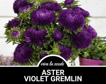 Aster, Gremlin Violet | 50 Seeds | Heirloom Flower | Tall Double Blooms | Easy to Grow | Callistephus gremlin