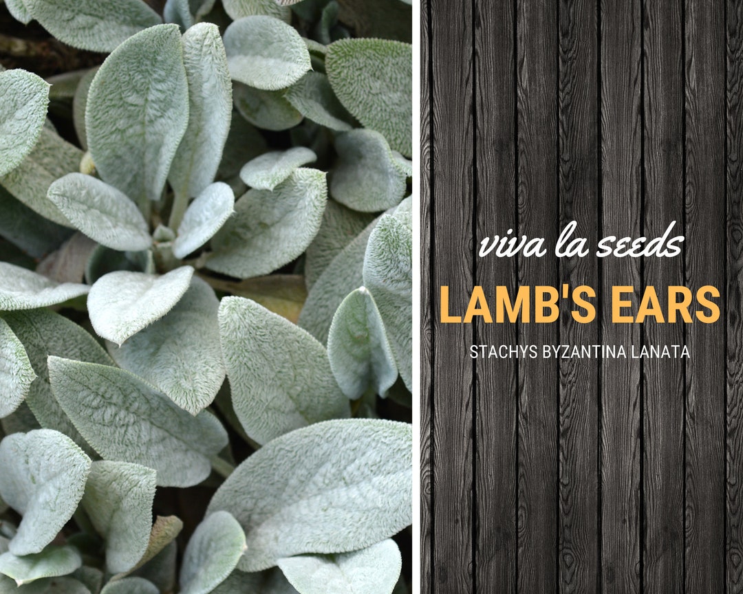 Lamb's Ears 50 Seeds Medicinal Herb Non GMO Etsy