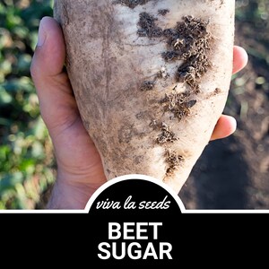 May include: A large, white beet with brown dirt on it. The beet is being held in a person's hand. The text "viva la seeds" and "BEET SUGAR" is below the beet.