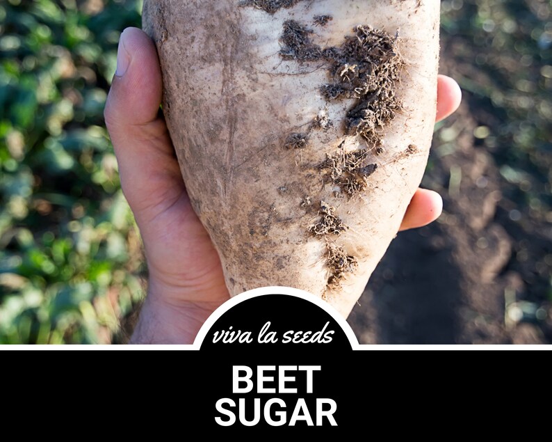 May include: A large, white beet with brown dirt on it. The beet is being held in a person's hand. The text "viva la seeds" and "BEET SUGAR" is below the beet.