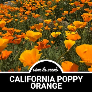 May include: A field of bright orange California Poppy flowers in full bloom. The flowers are in focus, with the background blurred. The text "viva la seeds CALIFORNIA POPPY ORANGE" is visible at the bottom of the image.