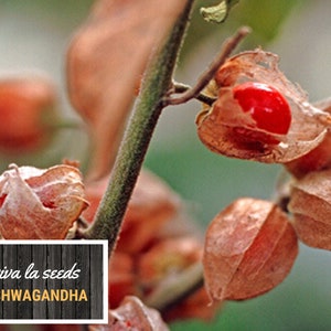 K&ouml;nnte beinhalten: Nahaufnahme von roten Beeren in braunen, papierartigen H&uuml;llen. Die H&uuml;llen sind an einem gr&uuml;nen Stiel befestigt. Der Text "viva la seeds ASHWAGANDHA" befindet sich auf einem Holzgrund.