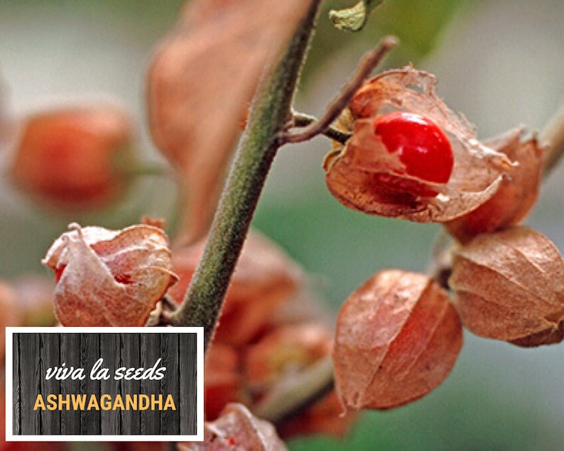 K&ouml;nnte beinhalten: Nahaufnahme von roten Beeren in braunen, papierartigen H&uuml;llen. Die H&uuml;llen sind an einem gr&uuml;nen Stiel befestigt. Der Text "viva la seeds ASHWAGANDHA" befindet sich auf einem Holzgrund.