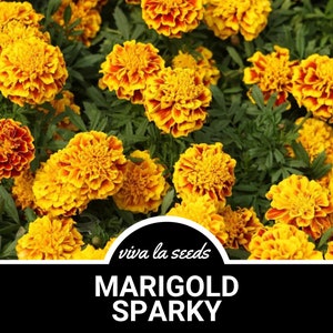 Marigold, Sparky | 100 Seeds | Medicinal Herb | Heirloom | Tagetes patula