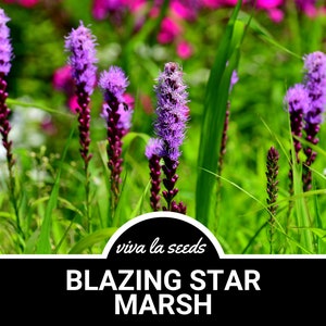 Blazing Star, Marsh | 150 Seeds | Heirloom Perennial Flower | Gayfeather | Liatris spicata