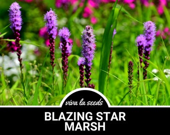 Blazing Star, Marsh | 150 Seeds | Heirloom Perennial Flower | Gayfeather | Liatris spicata