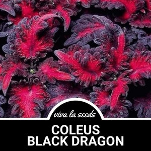 May include: Close-up of a Coleus Black Dragon plant with deep purple and red leaves. The leaves have a ruffled texture and are arranged in a dense cluster. The plant is labeled "Coleus Black Dragon" and "viva la seeds".