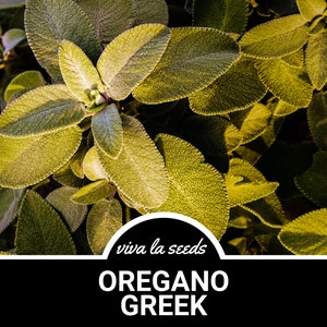 May include: Close-up of green oregano leaves with a textured surface. The text "viva la seeds" and "OREGANO GREEK" is visible at the bottom of the image.