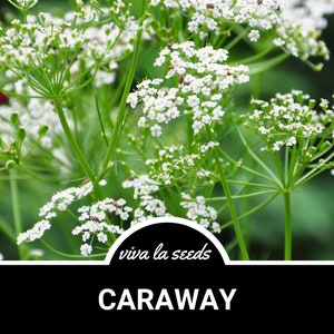 Caraway | 150 Seeds | Medicinal & Culinary Herb | Heirloom | Non GMO | Carum carvi