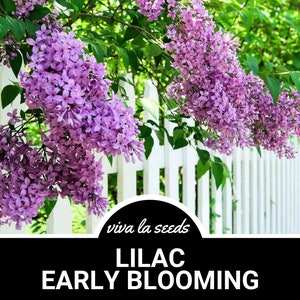 Lilac, Early Blooming | 30 Seeds | Heirloom Shrub | Fragrant Blooms | Broadleaf Lilac | Korean Lilac | Syringa oblata