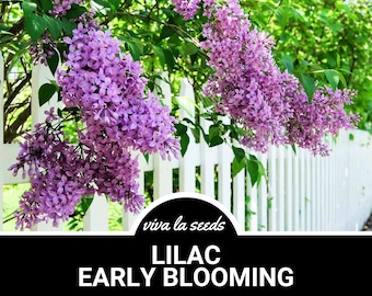 Lilac, Early Blooming | 30 Seeds | Heirloom Shrub | Fragrant Blooms | Broadleaf Lilac | Korean Lilac | Syringa oblata